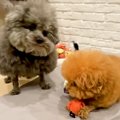 おもちゃで遊ぶ兄犬→…
