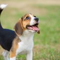 『太りやすい犬種』…