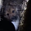 北海道にいる野犬を…