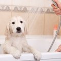 犬に絶対してはいけ…