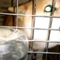 唸る噛みつく！フー…