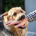 犬も人をからかうこ…