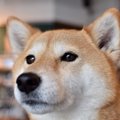 犬が『空気を読んで…