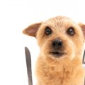 犬のご飯と相性バツ…