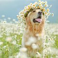愛犬が亡くなった時…