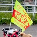 朝、車椅子の犬が『…