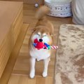 犬がおもちゃを飼い…