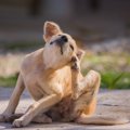 犬の体に『ノミ』を…