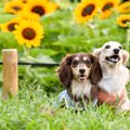 犬に絶対NGな『夏の…