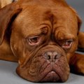犬が嫌いなものって…