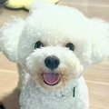 夫婦でそれぞれ『犬…