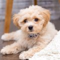 部屋が汚いと犬に起…