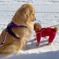 大型犬が『散歩中の…