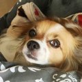 【Laylaの個別リーデ…