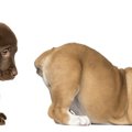 犬のオナラの回数や…
