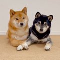 犬たちがお手々を重…