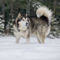 アラスカンマラミュ…