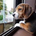 愛犬が留守番中にし…