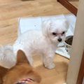 「行ったか…？」その…