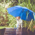 『雨の日に犬の散歩…