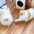 犬が『猫にブチ切れ…