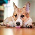 犬が家の床やカーペ…