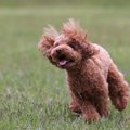 犬がはしゃぎすぎる…