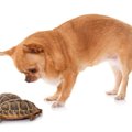 犬と一緒に飼わない…