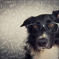 犬の『脳』ってどう…