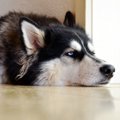 犬が『イライラ』し…