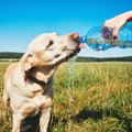 犬の自動給水器！種…