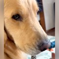 赤ちゃんのことをペ…