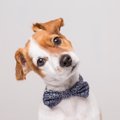 あるある！犬を初め…