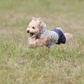 犬が興奮している時…