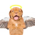 亡くなった愛犬にし…