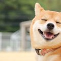 可愛くニッコリ♡犬が…