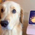 タブレットから『飼…