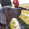 愛犬を守れるのは飼…