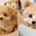本当に同じイッヌ？…