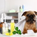 犬のブラッシングス…