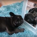 鏡で遊ぶする子犬の…