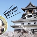 犬連れ観光におすす…