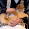 家に住職がやってき…