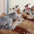 犬は「鏡に映った自…