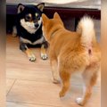 『赤ちゃん犬』が抜…