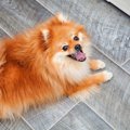 犬の「ムダ吠え」は…