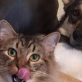 ハスキー犬が自ら選…