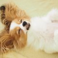 犬が睡眠中に『ピク…