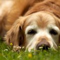 犬の脳の老化は遺伝…