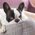 『体臭が強い犬種』…